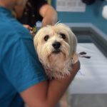 dog, veterinary, pet